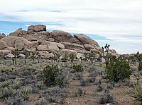 joshua tree national park (41).JPG